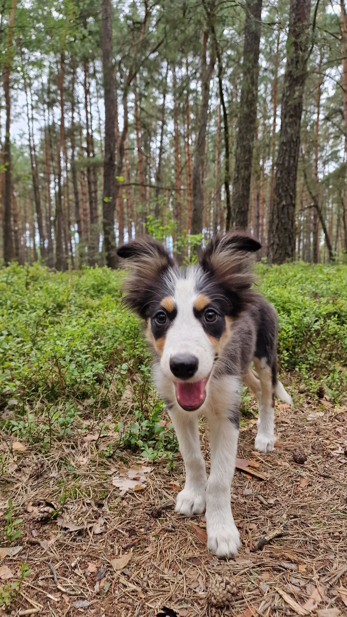 Border Collie suczka czarno biała tricolor