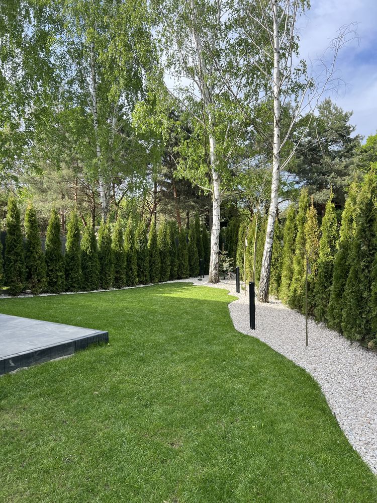 Tuja szmaragd 1,80m szkółka