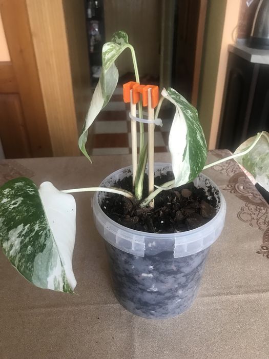 Монстера Альба - варієгарна