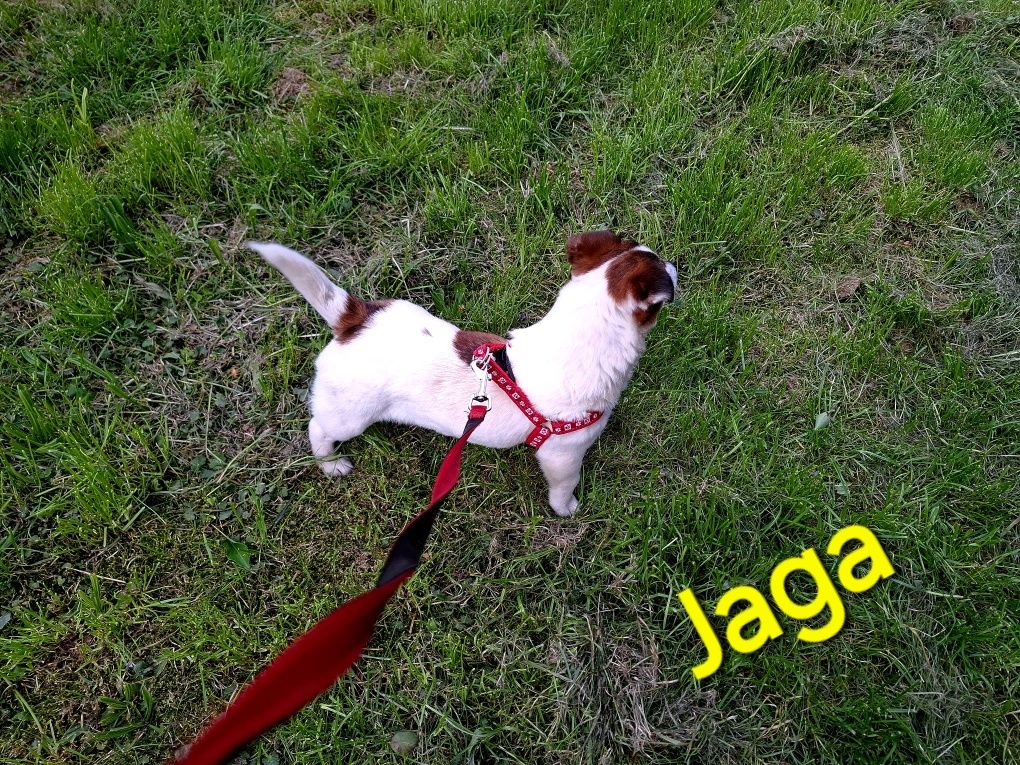 Jaga śliczna !!! suczka Jack Russell krótkie nóżki RODZIICE Whodowli
