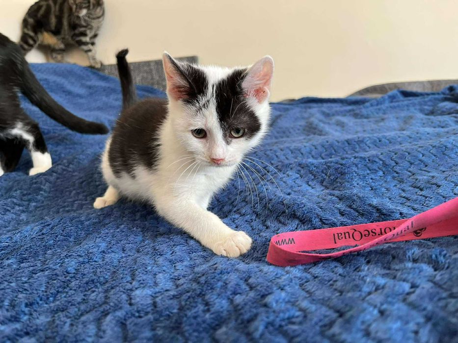 Łaciaty maleńki skarb do adopcji!