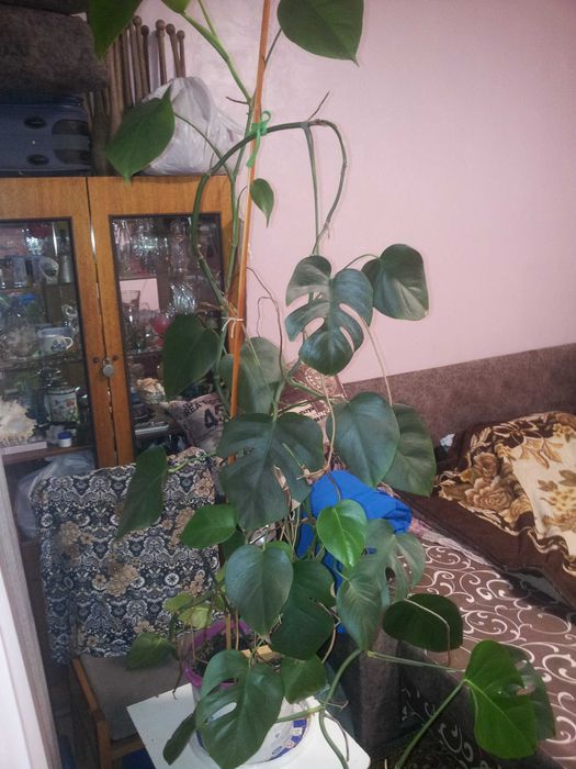 Продам кімнатну рослину монстеру