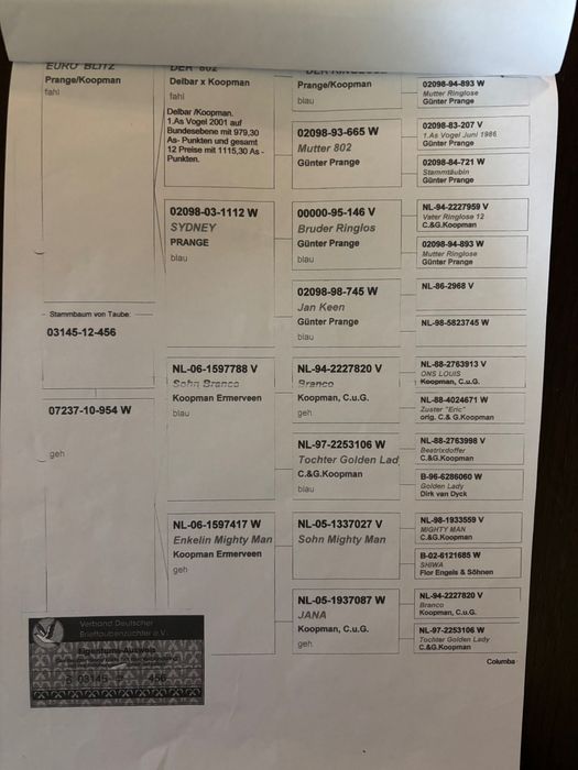 Golebie Samiczka z rozpłodu