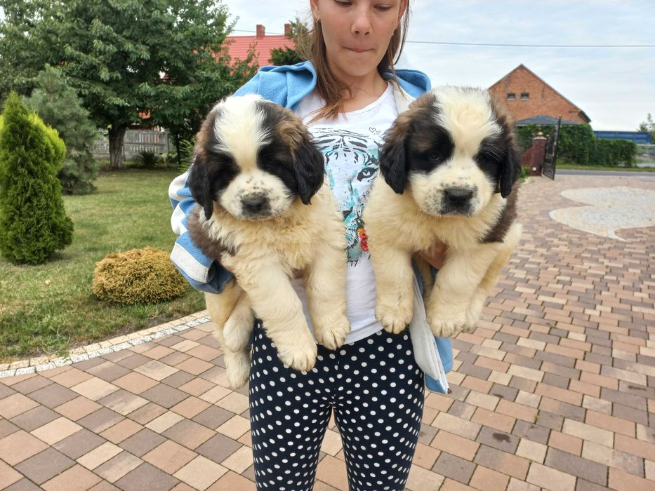 Moskiewski pies stróżujący