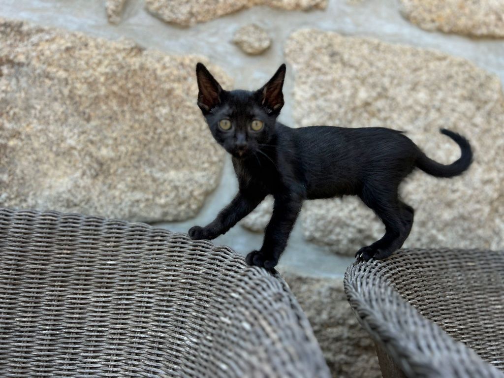 Gatinhos para Adoção Responsável