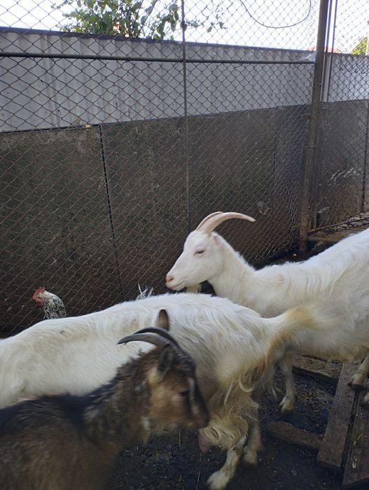 Продаю добру козу