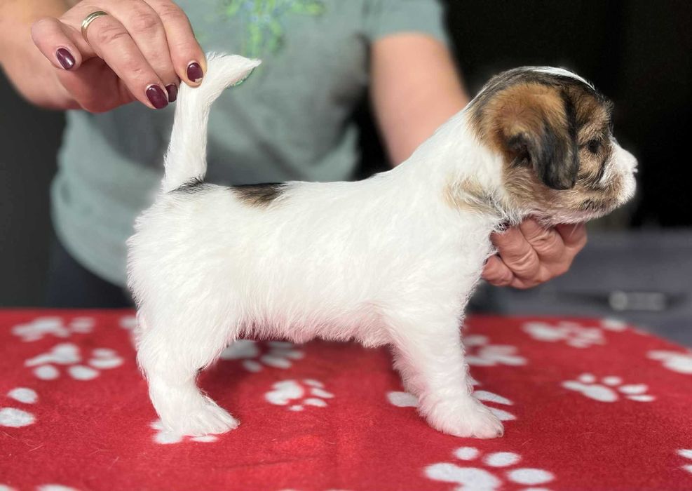 Jack Russell Terrier- suczka ZKwP FCI
