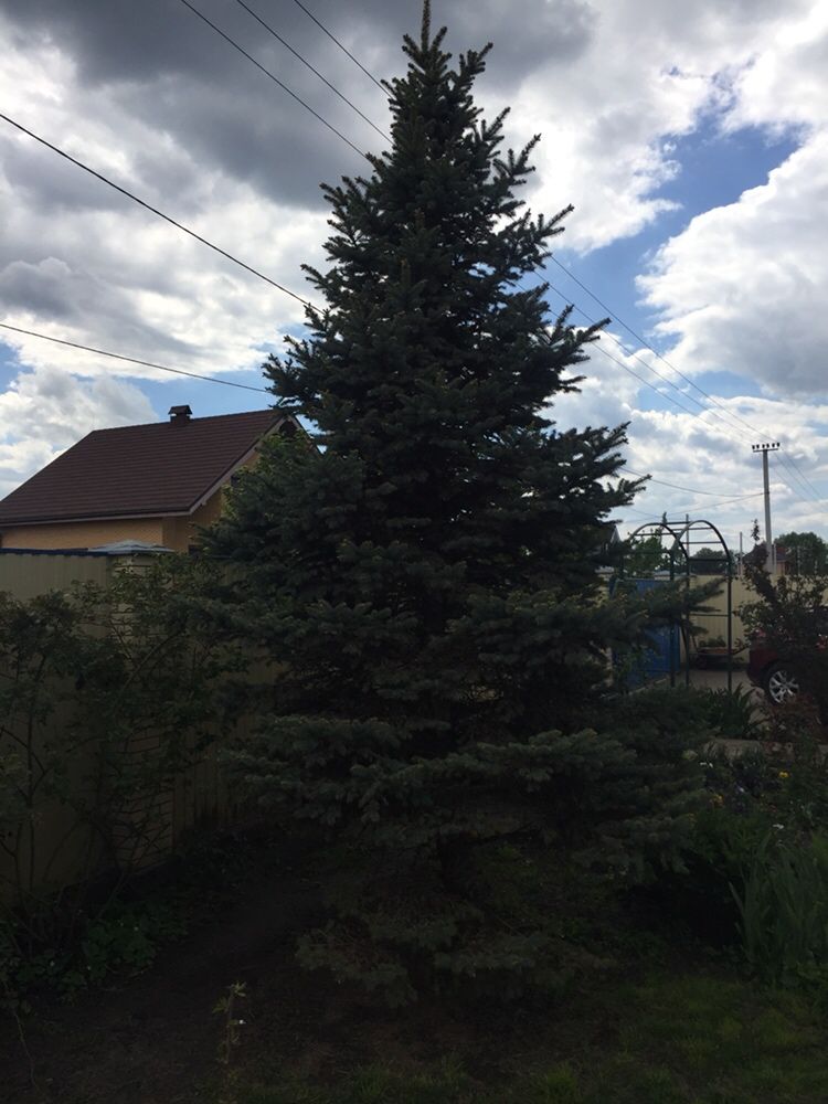 Продам голубую ель