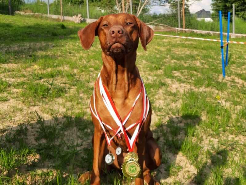 Szczeniak Rhodesian Ridgeback Hodowla ZKwP/FCI