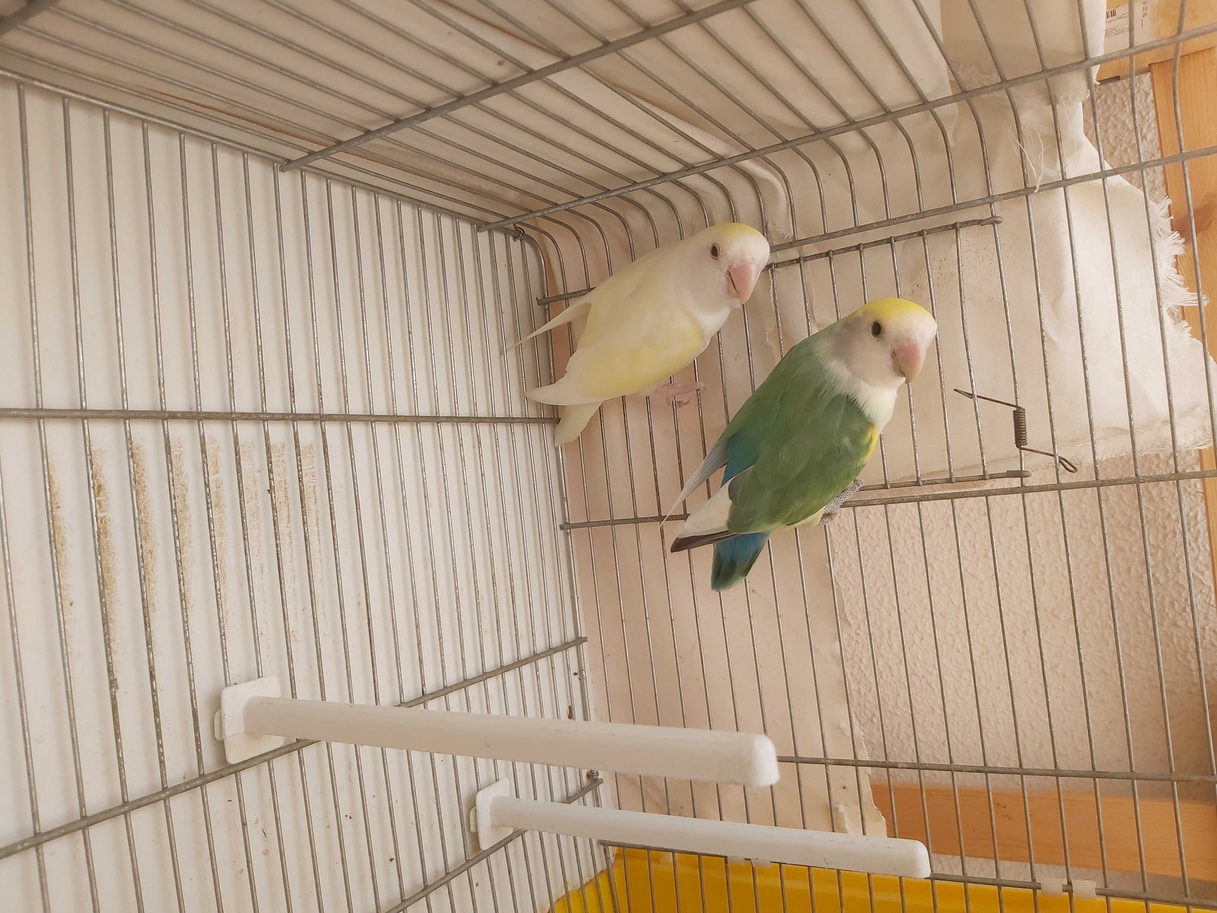 Lindo Casal de Agapornis Roseicollis com gaiola e acessórios