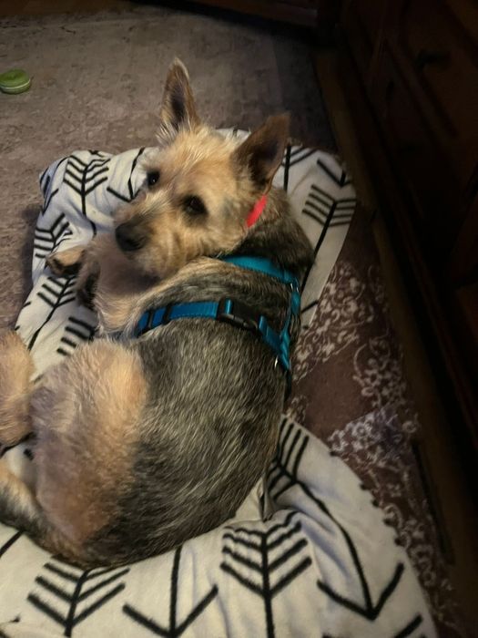 Terrier traci dom