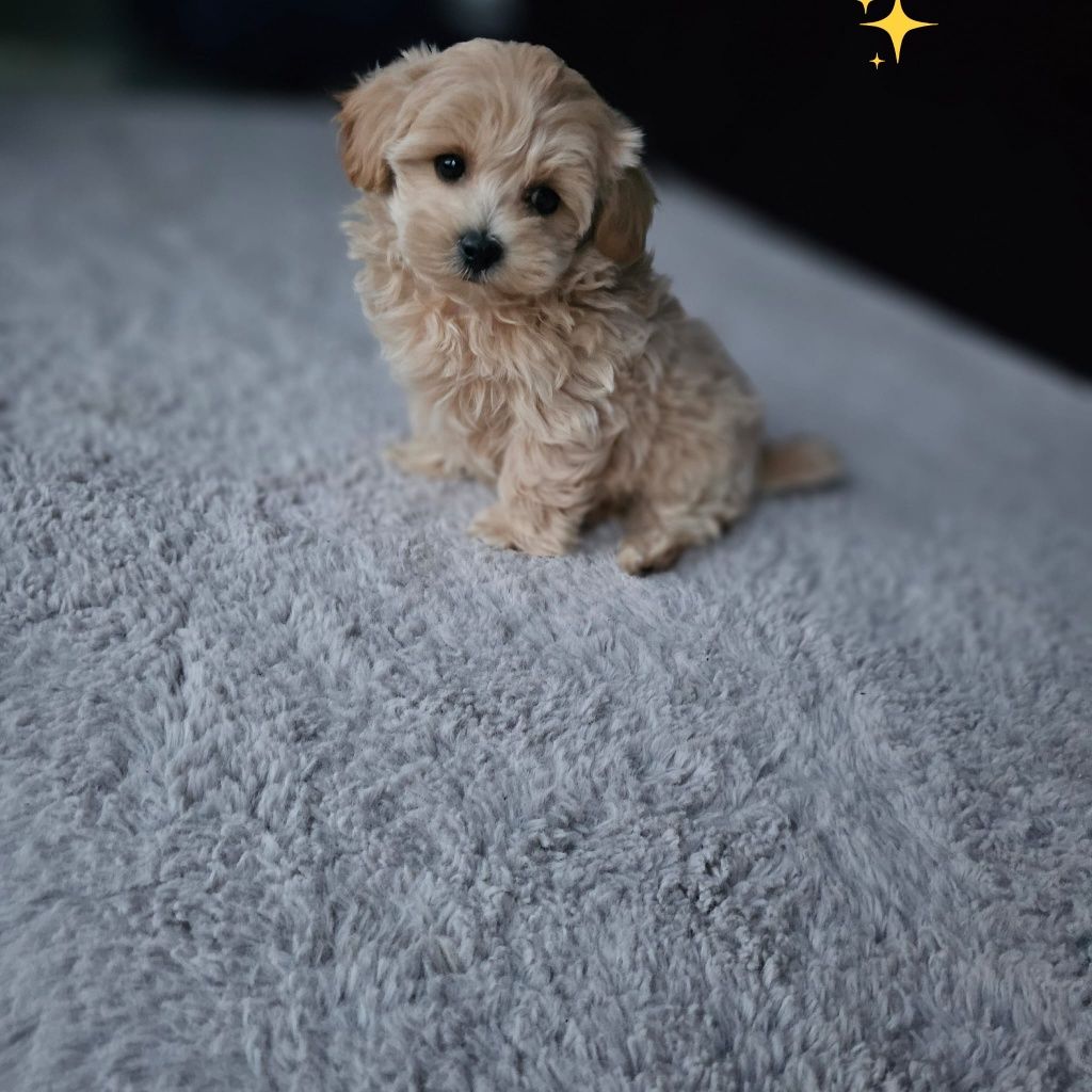 Najśliczniejszy Chłopczyk Maltipoo