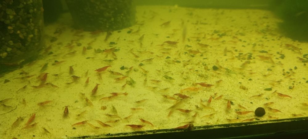 Креветки неокарідіни(20 штук)