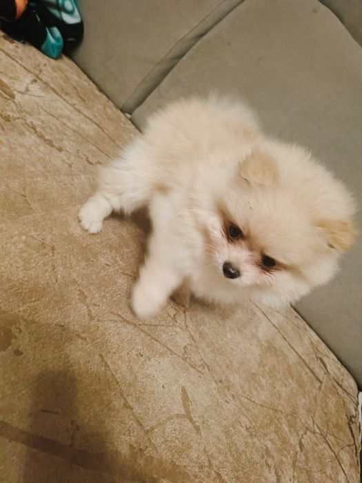 Suczka Szpic Miniaturowy Pomeranian - do odbioru za 2 tygodnie