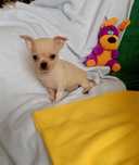 Chihuahua mały chłopiec