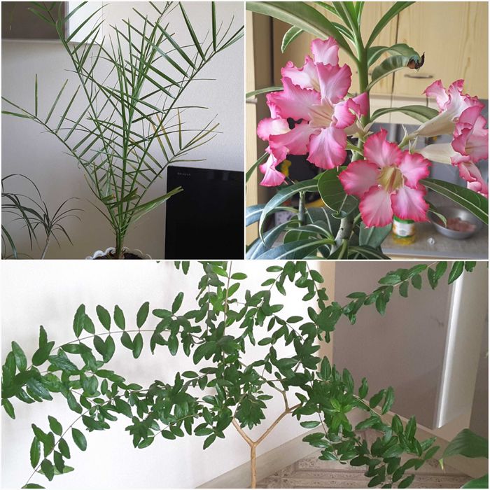 БОЛЬШИЕ - Пальма, Адениум, Гранат на штамбе, Эхинопсис, Хлорофитумы