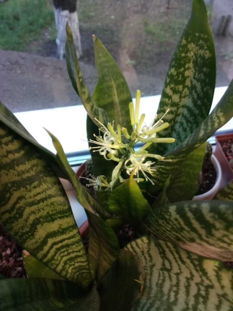 Сансевиерия Зейланика (Sansevieria Zeylaniсa)