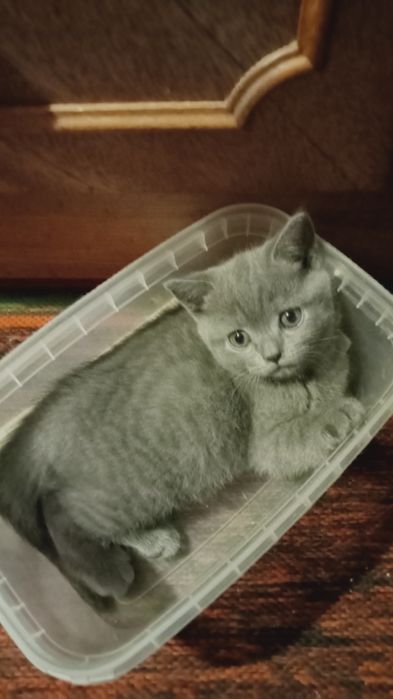 кошенята дівчинки