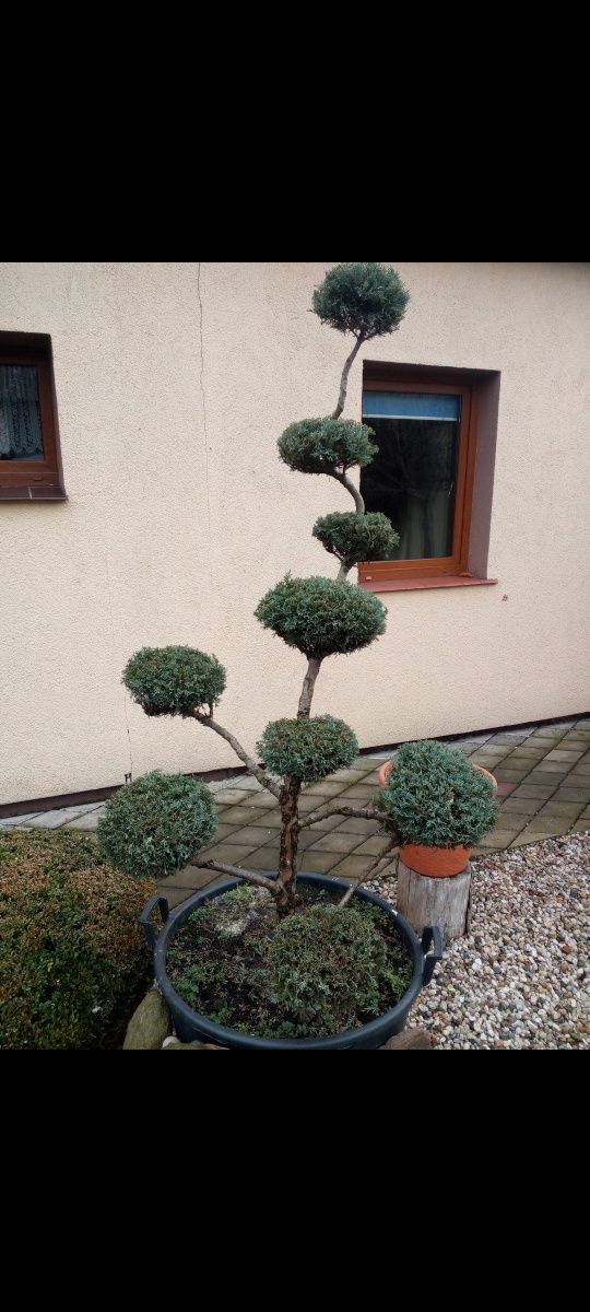 Krzewy ozdobne Bonsai