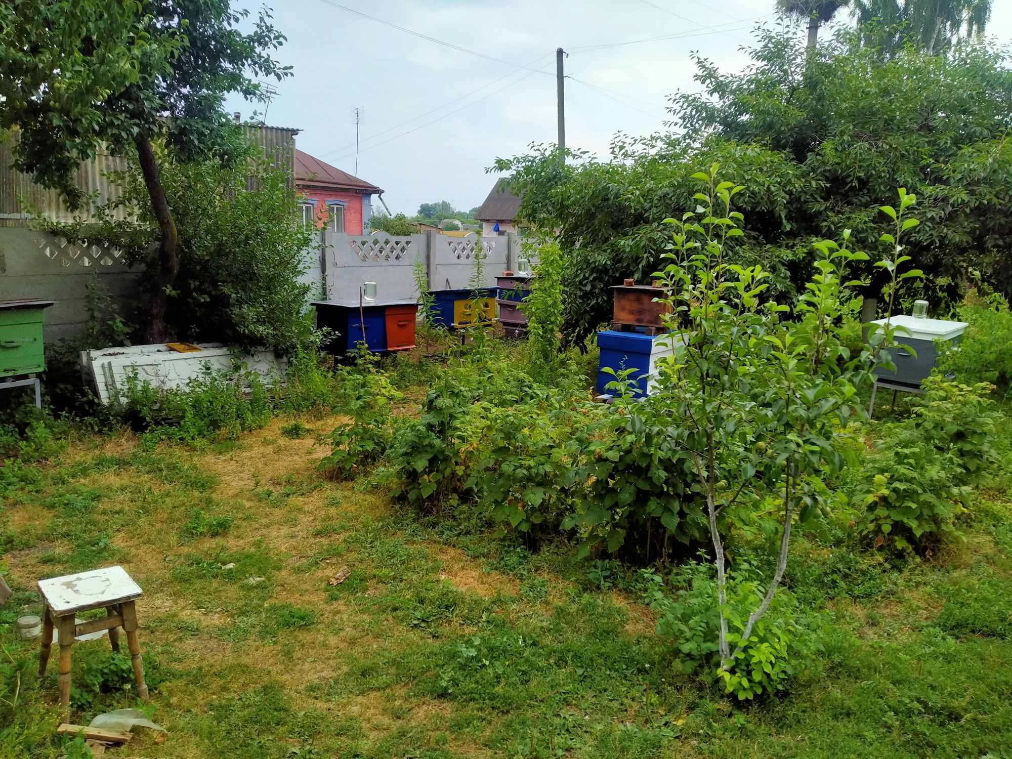 Продам мед з власної пасіки.