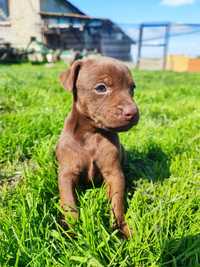 Patterdale Terrier FCI Zkwp