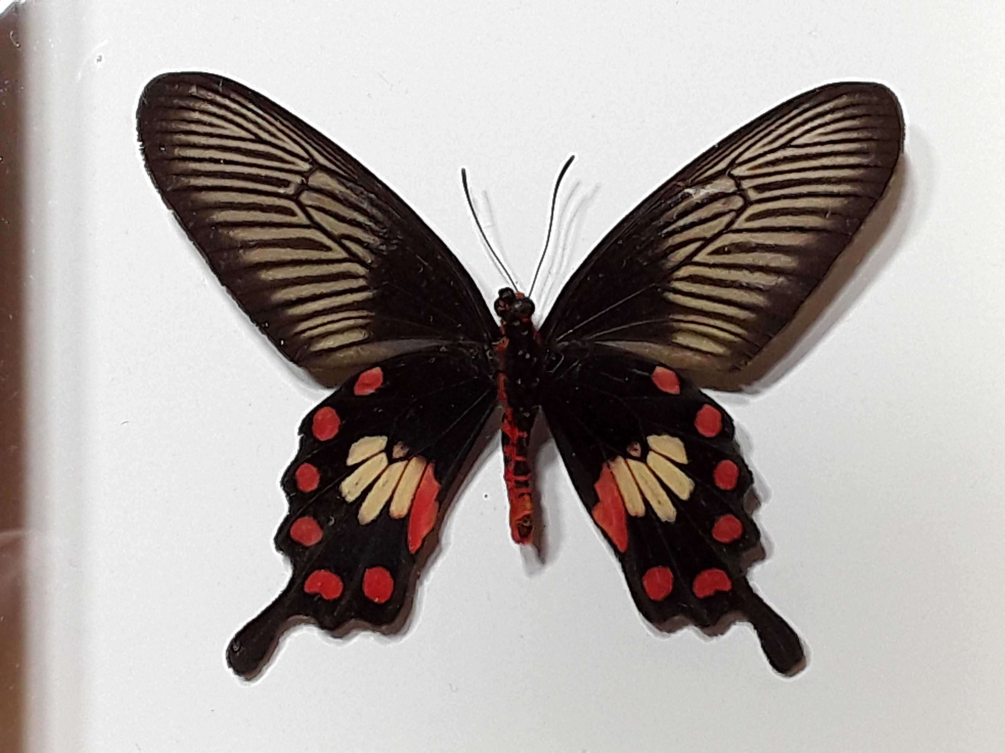 Motyl w ramce 12 x 12 cm . Atrophaneura aristolochiae 75 mm .