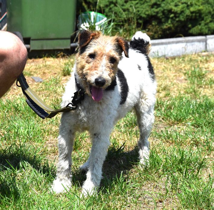 Kochany, zabrany z patologicznego miejsca piesek foxterier szuka domu