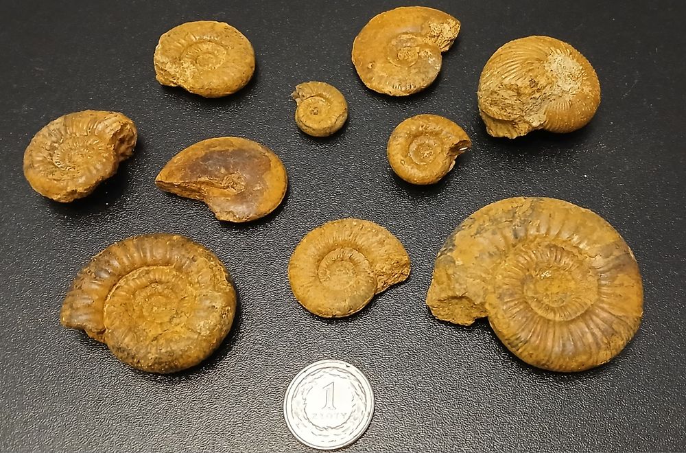 Zestaw amonitów jurajskich. Wyprzedaż kolekcji.
