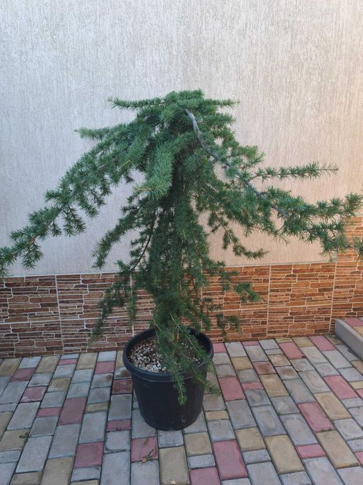 Кедр гимала́йский ( Cedrus deodara), Кедр Атласский (Cedrus atlantica)