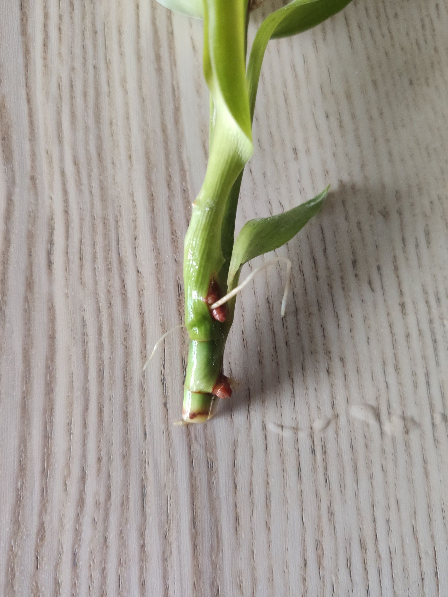 Zamienię opuncje, dracenę lucky bamboo i aglaonemę
