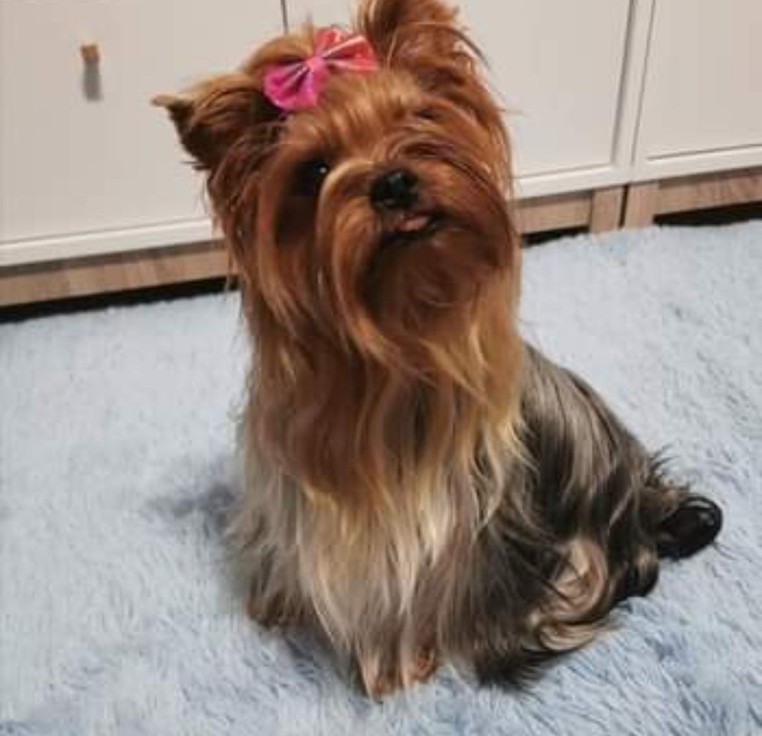 Yorkshire terrier