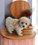 Drobniutka suczka Maltipoo