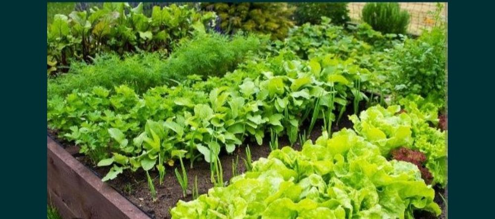 Warzywnik ogród warzywny przycinka drzewek