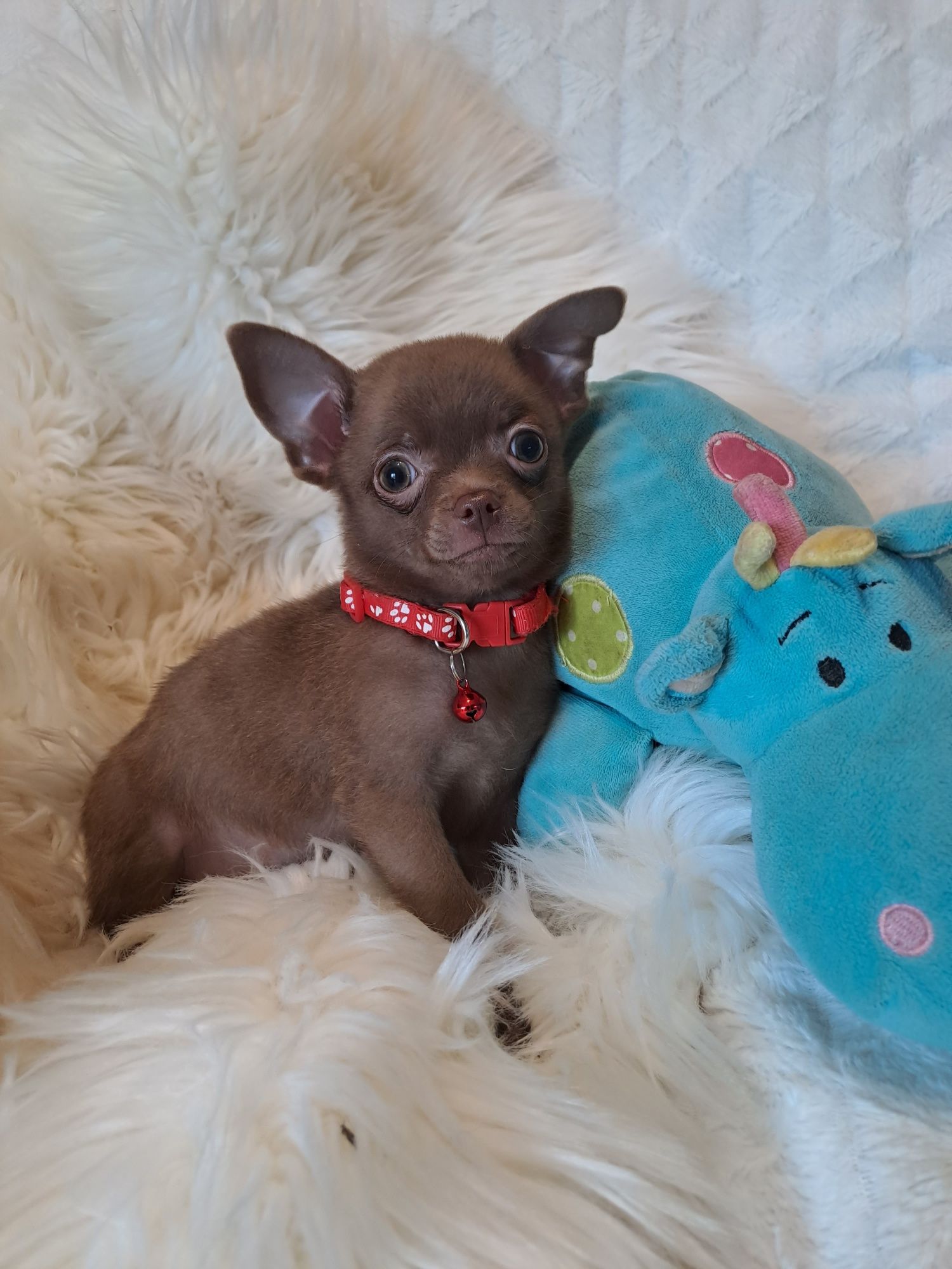 **MAYBI**chihuahua piesek choco gotowy do odbioru