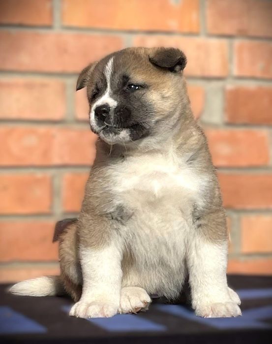 Найніжніша,,ласкава дівчинка, 2 міс, КСУ