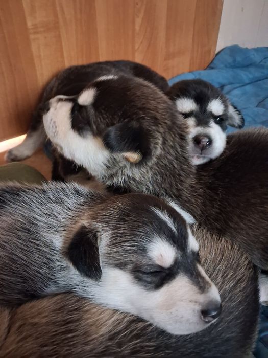 Husky, mieszańce do oddania za tydzień!