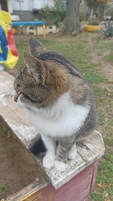 Ищу маму с папой)семью хороших добрых людей