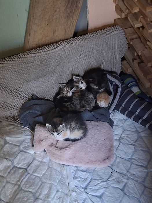 Kociaki szukaja domu