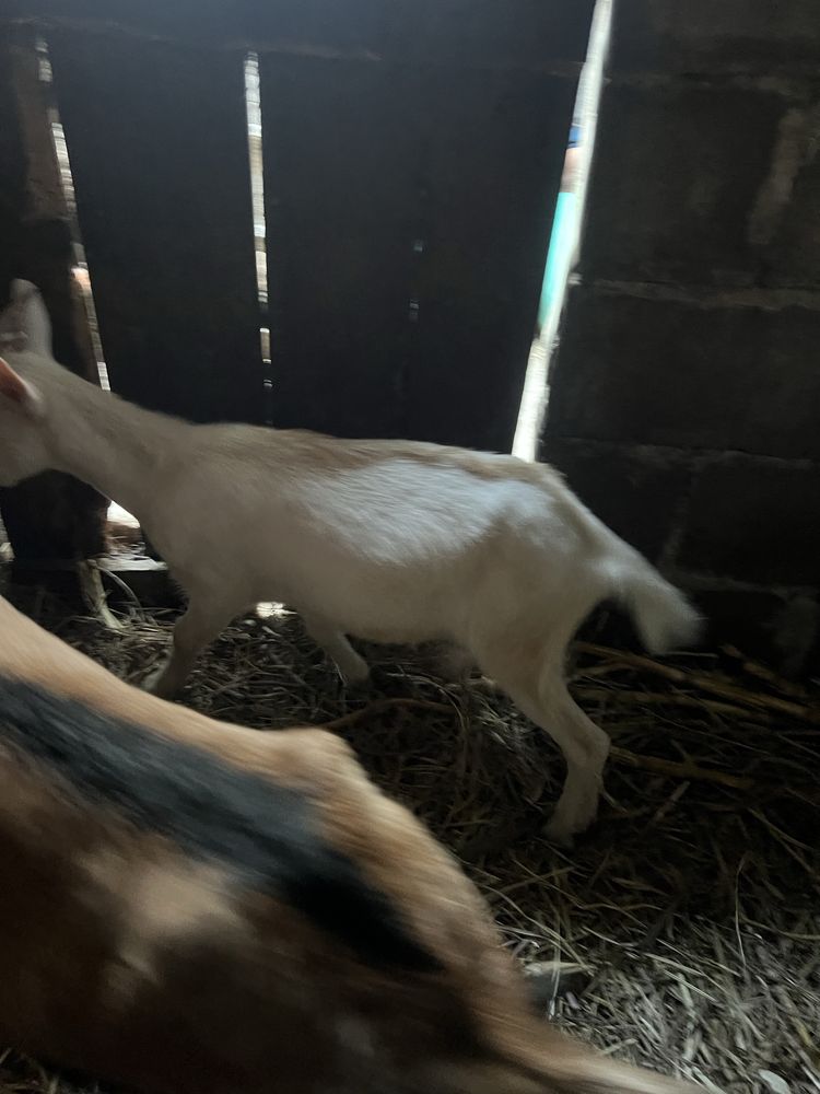 Vendo esta  cabra e tambem este chivo raca grande
