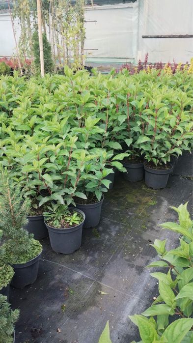 Смарагд,штамби-великий вибір-є опт