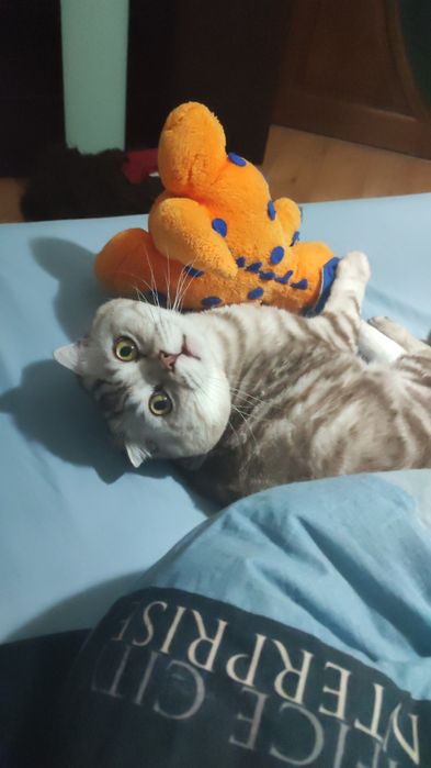 Кіт вязка шотландець віслоухий