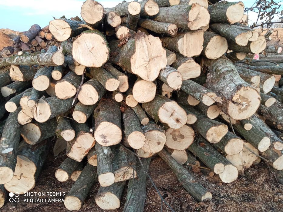 Drewno kominkowe i opałowe w wałkach 250 cm