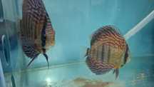 Discus turquesa vermelhos