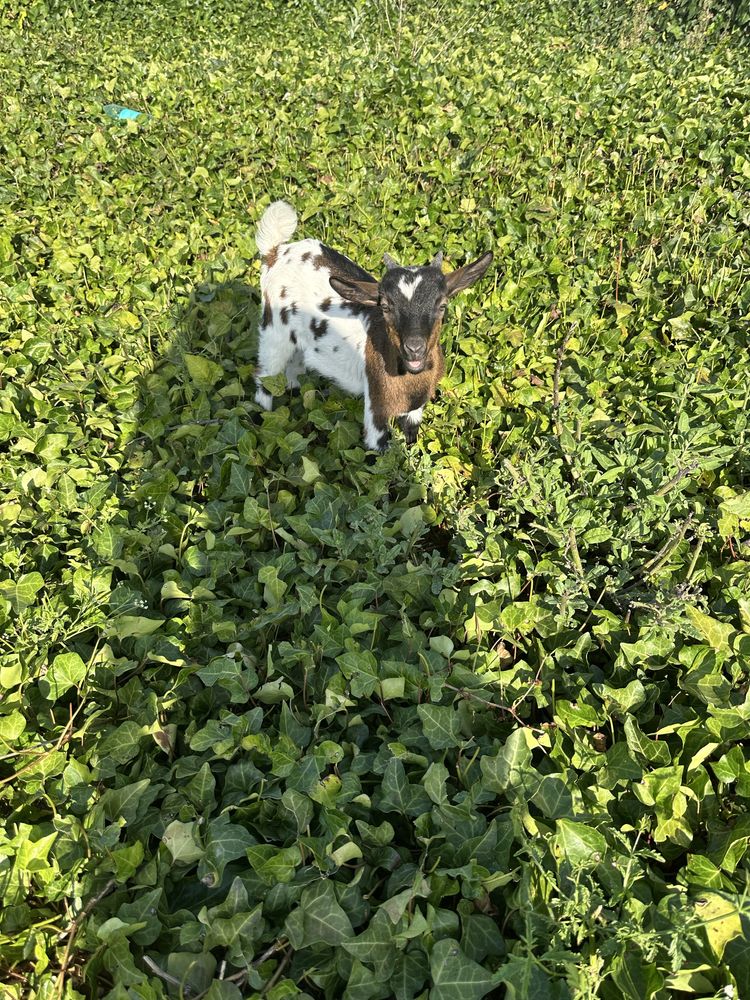 Cabrito Anão Tricolor com 2 meses