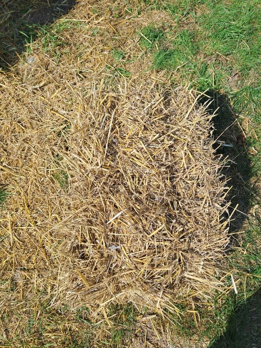 Słoma kostka 10 zł.