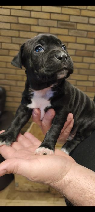 Amstaff szczeniak , samiec