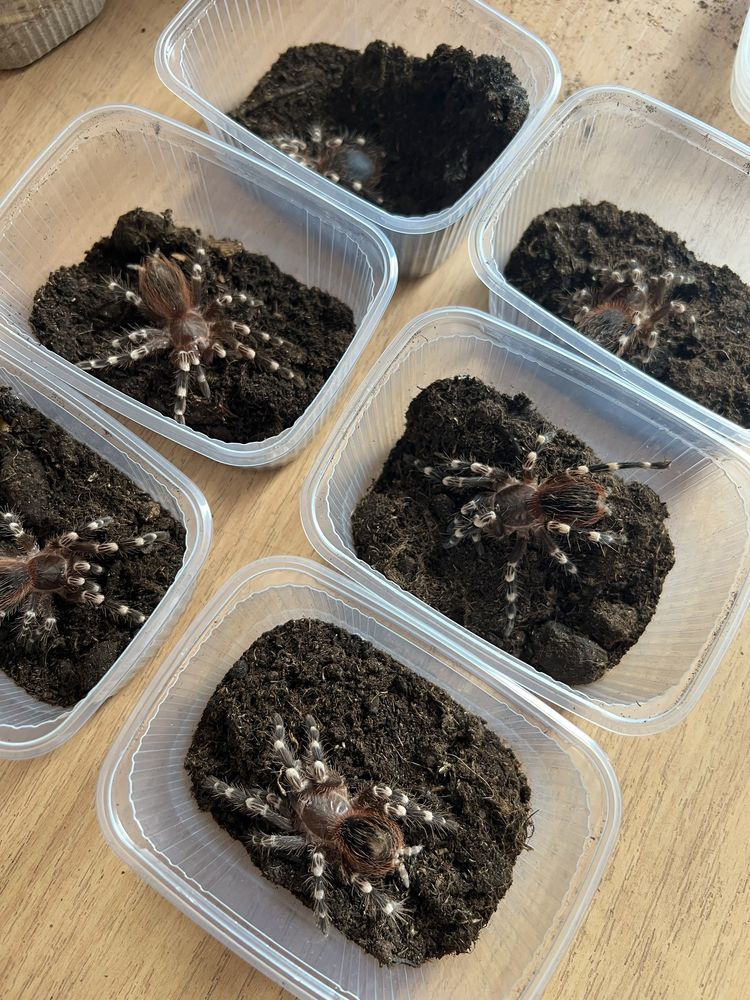 Acanthoscurria geniculata | Ptasznik białokolanowy | samica 4dc