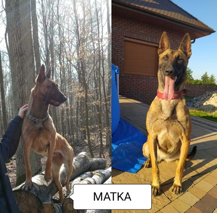 Owczarek Belgijski Malinois szczeniaki