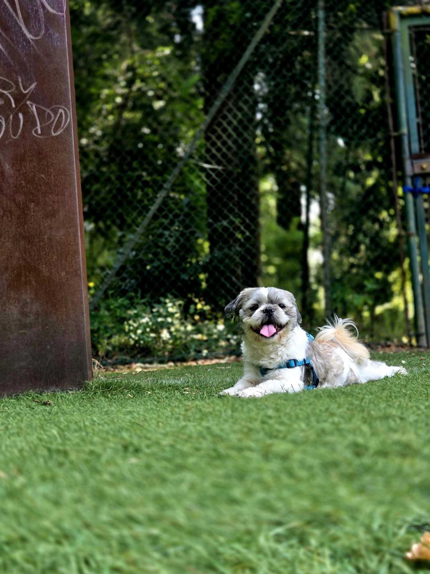 Shih-tzu macho com 3 anos pronto para namorar