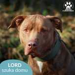 Dostojny Lord szuka domu!